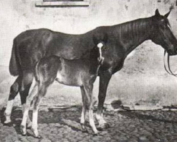 broodmare Moba (Trakehner, 1887, from Lollypop xx)