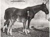 broodmare Moba (Trakehner, 1887, from Lollypop xx)
