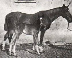 broodmare Moba (Trakehner, 1887, from Lollypop xx)