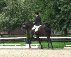 dressage horse Ladykracher 11 (Westphalian, 2002, from Leardo)