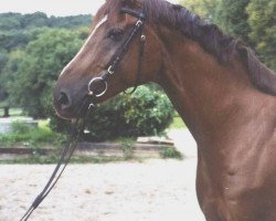 dressage horse Fiorello 110 (Westfale, 2001, from Fiorino)