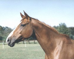 broodmare Red Fire (Westphalian, 1989, from Rivellino xx)