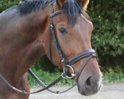 dressage horse Dion AB (Westphalian, 2006, from Don Bedo I)