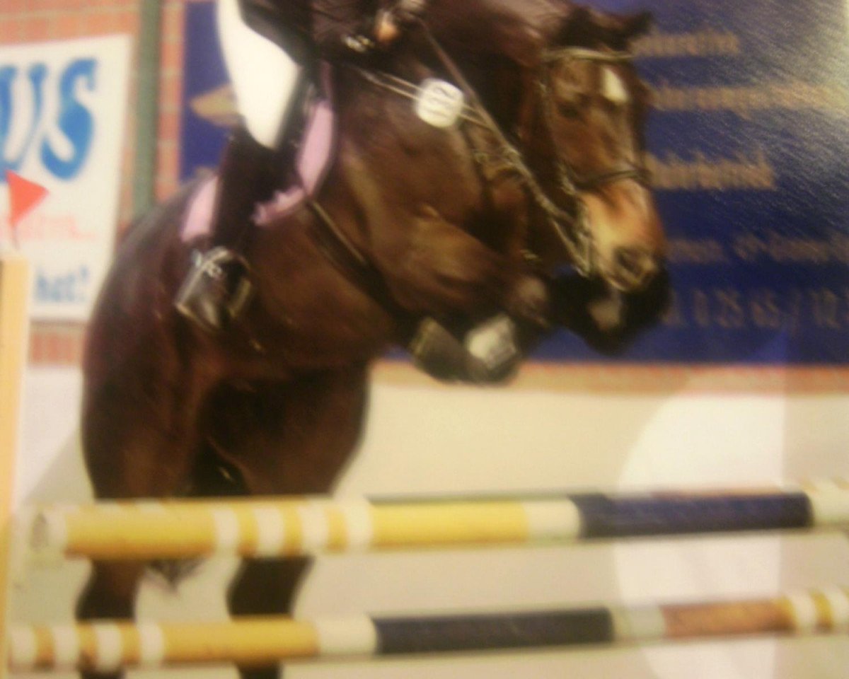 jumper Capitanus Boy (Hanoverian, 1998, from Carismo II 123 FIN)