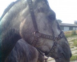 horse Mika (Polish Warmblood, 2006, from Matis)