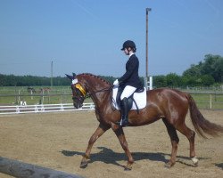 dressage horse Piccolina Rossa (Bavarian, 2006, from Montepiano II)