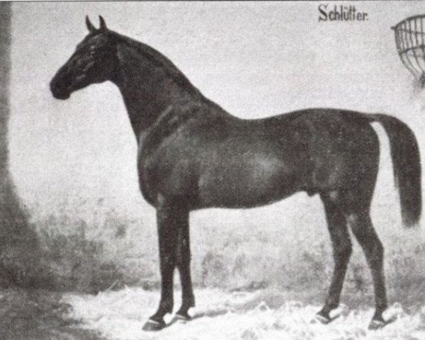 Deckhengst Schlütter (Hannoveraner, 1867, von Nabocklish)