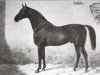 stallion Schlütter (Hanoverian, 1867, from Nabocklish)