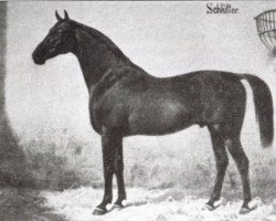 stallion Schlütter (Hanoverian, 1867, from Nabocklish)