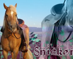 Pferd Snickers (Haflinger,  )