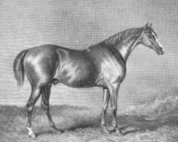 stallion Rubens xx (Thoroughbred, 1805, from Buzzard xx)