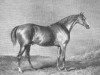 stallion Rubens xx (Thoroughbred, 1805, from Buzzard xx)