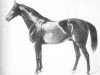stallion Zernebog (Oldenburg, 1845, from Jupiter xx)