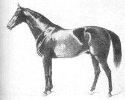 stallion Zernebog (Mecklenburg, 1845, from Jupiter xx)