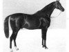stallion Jellachich (Mecklenburg, 1844, from Defensive xx)