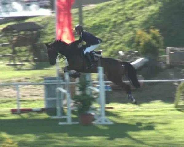 jumper Quick Quality (German Sport Horse, 2005, from Quality 9)