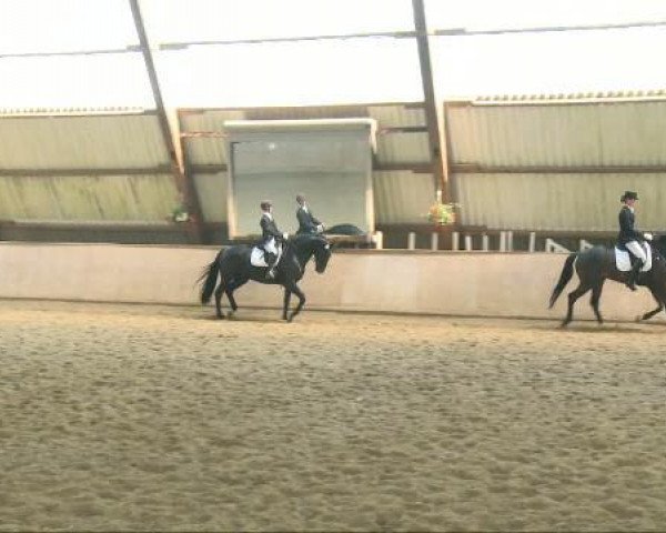 dressage horse Dark Diamant 4 (Hanoverian, 2006, from Don Frederico)