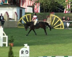 horse Classic Lady (Hanoverian, 2001, from Landclassic)