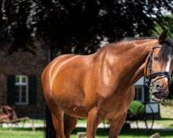 horse Royal Wash Drum van het Juxschoot (Belgian Riding Pony, 2013)