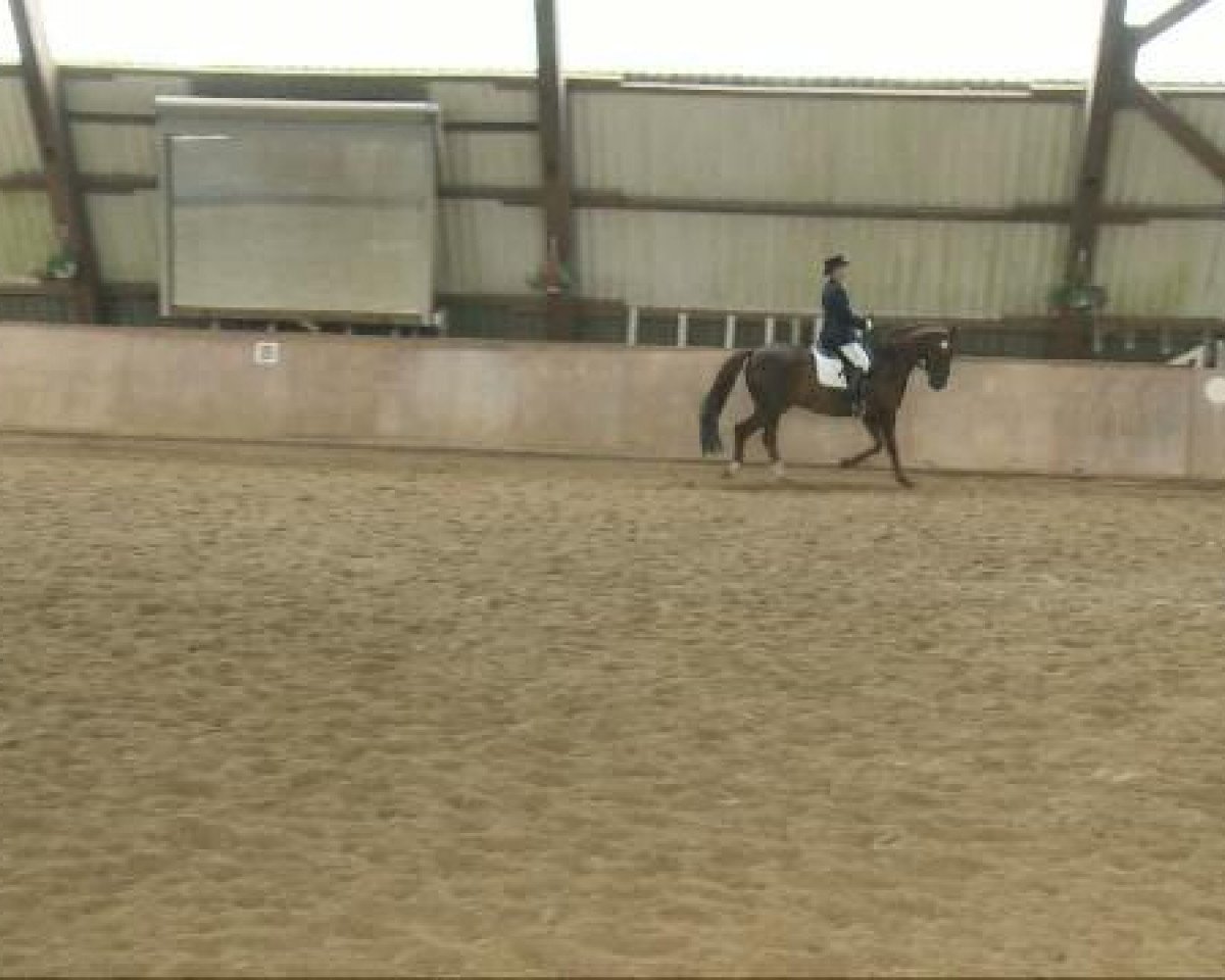 dressage horse Norman K (Westphalian, 1999, from Northern Sound xx)