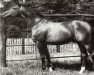horse Futurist I (Hanoverian, 1933, from Flak)