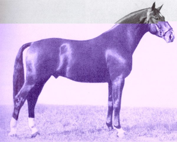 stallion Futurist I (Hanoverian, 1933, from Flak)