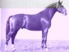stallion Futurist I (Hanoverian, 1933, from Flak)