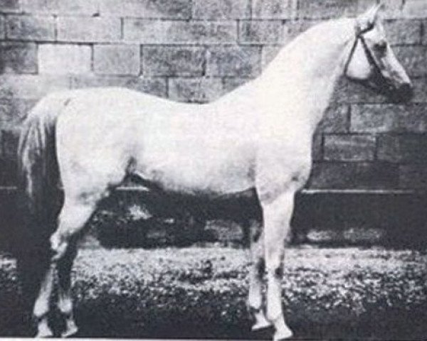 stallion Amurath 1881 ox (Arabian thoroughbred, 1881, from Tajar IV 1873 ox)