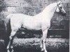 stallion Amurath 1881 ox (Arabian thoroughbred, 1881, from Tajar IV 1873 ox)