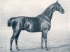 stallion Schwabenstreich (Hanoverian, 1897, from Schwabe)