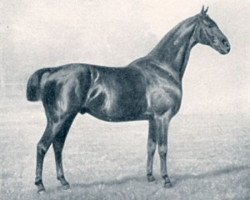 stallion Schwabenstreich (Hanoverian, 1897, from Schwabe)