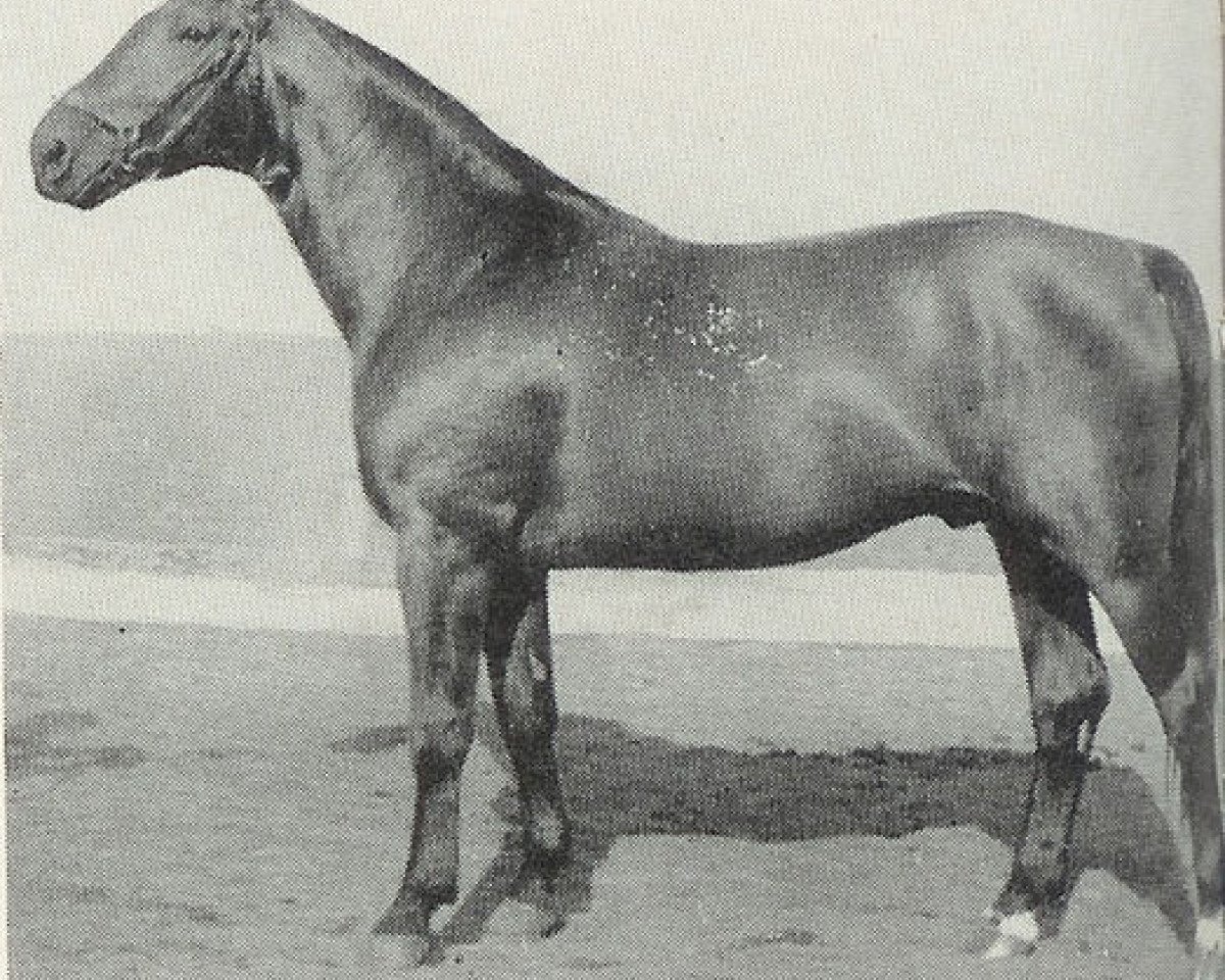 stallion Scholwin 3654 (Hanoverian, 1944, from Schwall)