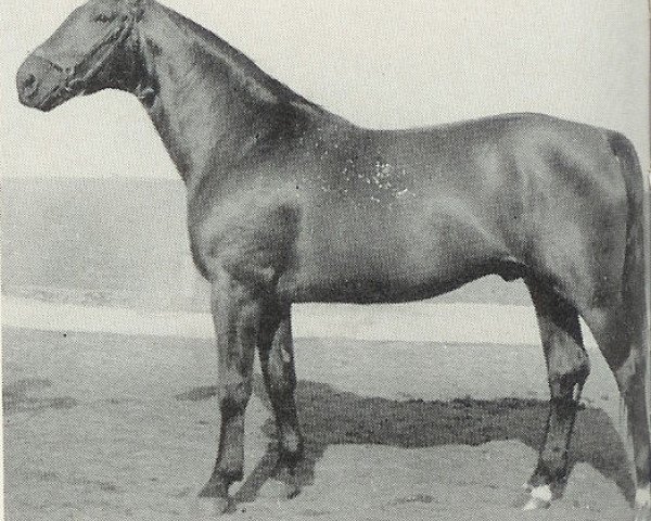horse Scholwin 3654 (Hanoverian, 1944, from Schwall)