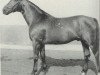 horse Scholwin 3654 (Hanoverian, 1944, from Schwall)