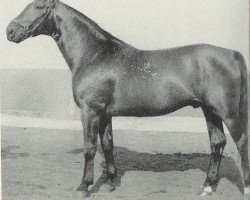 stallion Scholwin 3654 (Hanoverian, 1944, from Schwall)