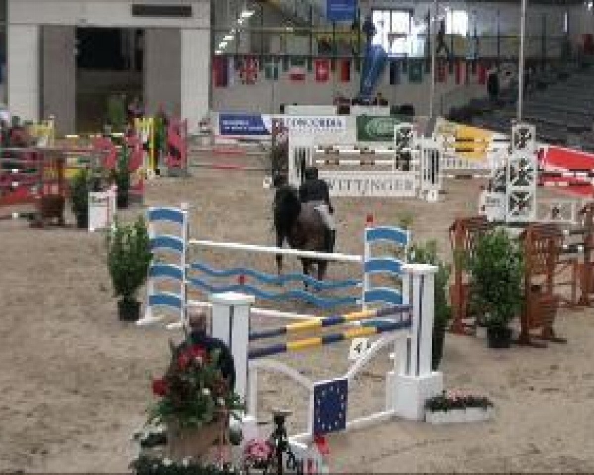 Springpferd Carry-Star (Holsteiner, 2002, von Carry)