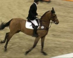 jumper Allamo (Hanoverian, 2002, from Acorado I)