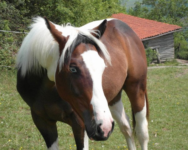 stallion MR Majestic Chex (Paint Horse,  , from Mr Leo Chex)