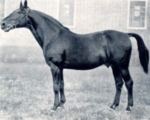 Pferd Flavius (Hannoveraner, 1915, von Fling)