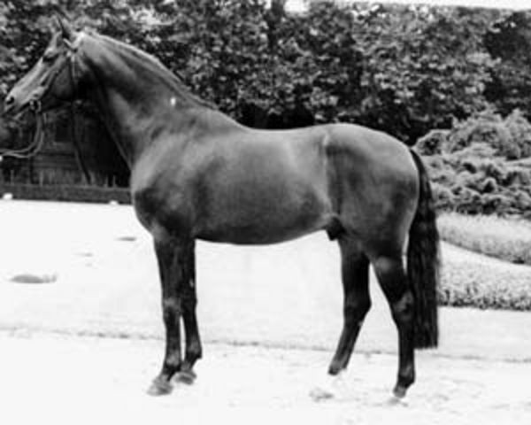 stallion Fidelio (Hanoverian, 1978, from Furioso II)
