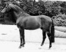 Pferd Fidelio (Hannoveraner, 1978, von Furioso II)