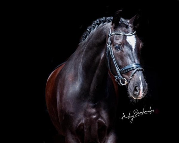 Dressurpferd Jerdeaux F (Koninklijk Warmbloed Paardenstamboek Nederland (KWPN), 2014, von Ferdeaux)