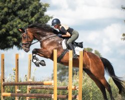 Springpferd GK Chloe (Holsteiner, 2010, von Lerano)