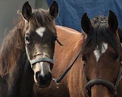 dressage horse Double Macchiato (German Riding Pony, 2022, from Double Cream)