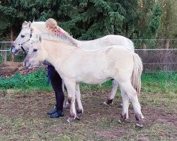 jumper Coffee (Fjord Horse, 2022, from Caron vom Eekbarg)