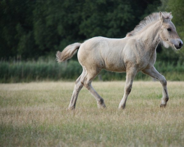 Springpferd Caspian (Fjordpferd, 2022, von Caron vom Eekbarg)