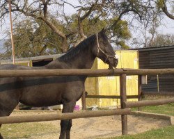 horse Franca (Zweibrücken, 1990, from Fernal)