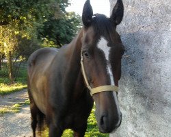 Pferd Sweetheart (Deutsches Reitpferd,  )