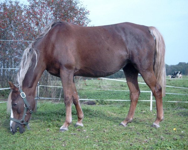 Zuchtstute Wespe (Welsh Pony (Sek.B), 1991, von Courage)