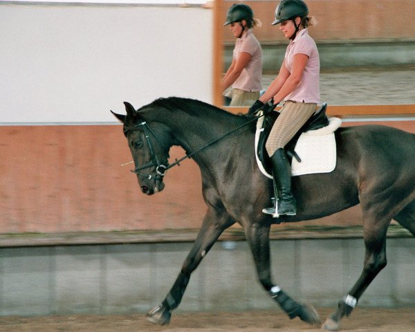 broodmare Fidelia (Rhinelander, 2003, from Fürst Heinrich)